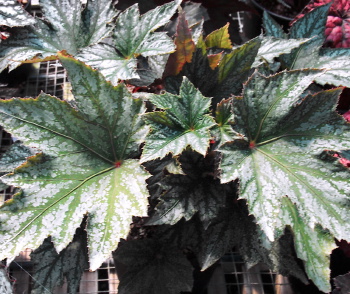 B. ‘Lady Englehard’
